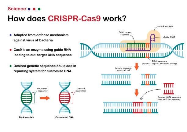 Representação do funcionamento do CRISPR/CAS9. Fonte: GettyImages.