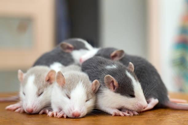 Dormir de forma natural, ao que tudo indica, é o ápice para faxina. Fonte: GettyImages.