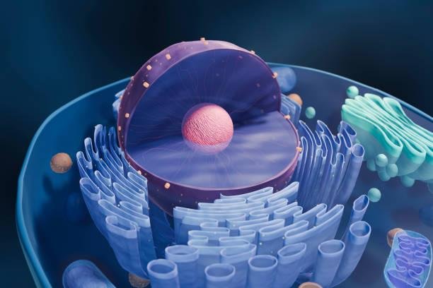 Dentro de cada núcleo celular há uma estrutura chamada de nucléolo, onde o DNA ribossomal é armazenado. Fonte: GettyImages.