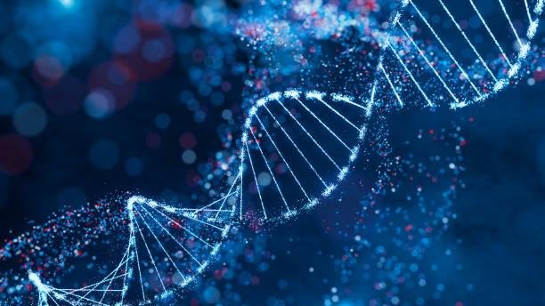 O DNA ribossomal é bastante sensível e nada simples de ser reparado, além disso, a constante replicação para gênese de proteínas pode gerar acúmulos de erros, o que poderia desencadear outros problemas se as células não entrassem em apoptose. 