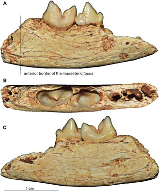 x. (Fonte: Qigao Jiangzuo et al., Annales Zoologici Fennici, 2025)