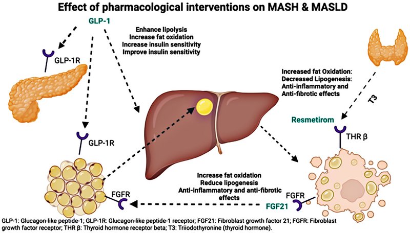 Diagrama da via agonista do GLP-1 e da via do FGF21. (Fonte: Tingting Zhang et al., Nature Microbiology, 2025/Divulgação)