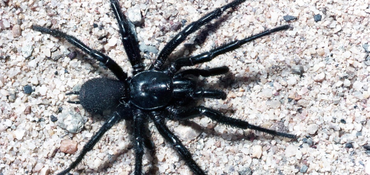 Conheça "Big Boy", a nova aranha mais mortal da Austrália