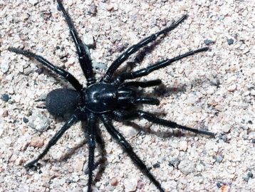 Conheça "Big Boy", a nova aranha mais mortal da Austrália