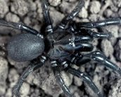 Conheça "Big Boy", a nova aranha mais mortal da Austrália