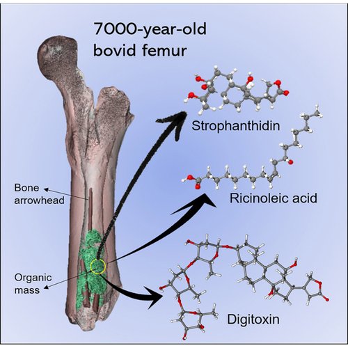 X. (Fonte: Justin Bradfield et al., iScience, 2025/Divulgação)