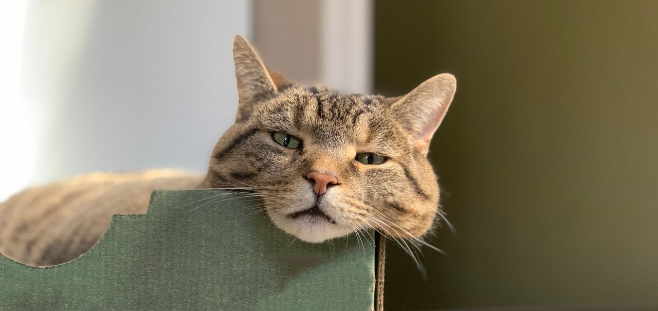 Gatos são líquidos: a ciência prova, mas tutores já sabiam