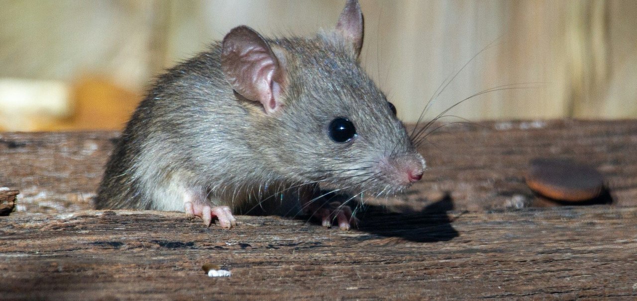 Ratos com dois pais machos gerados em experimento sobrevivem até a idade adulta