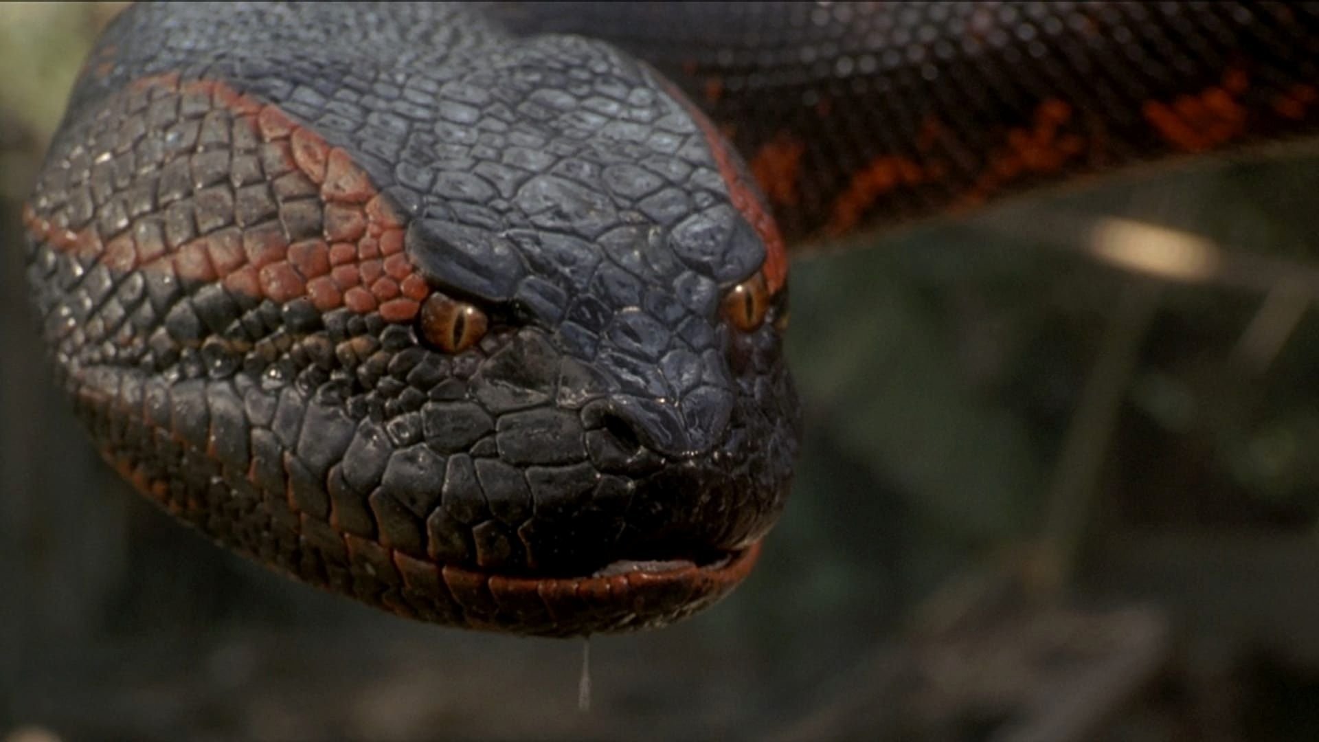 Quando Anaconda de Selton Mello chega aos cinemas Saiba tudo sobre o filme - 01.jpg
