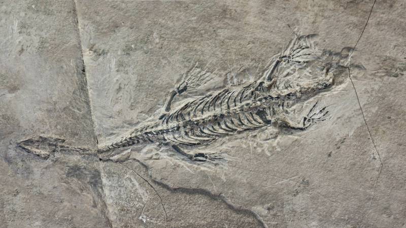 fossil-de-dinossauro.jpg