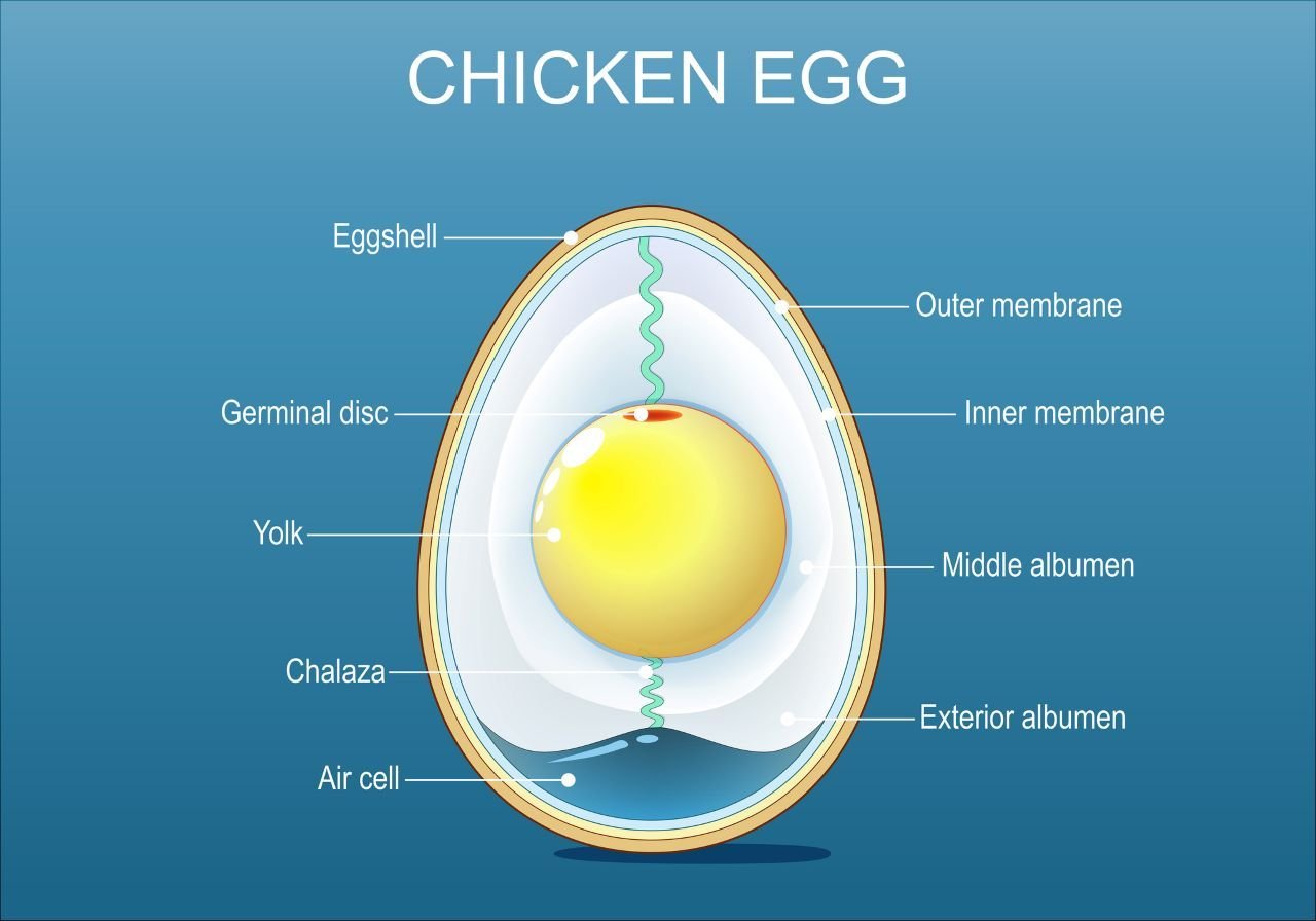 ilustração-das-partes-que-compoem-um-ovo.jpg