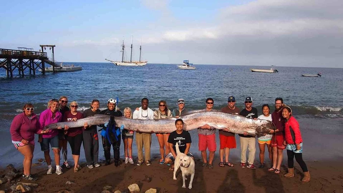 Peixe-remo morto nas mãos de várias pessoas