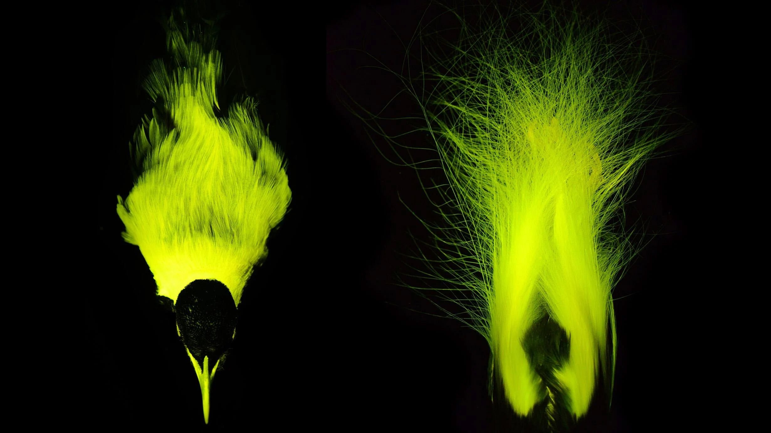 imagem-mostra-a-biofluorescencia-nas-aves-do-paraiso.jpg