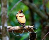 A maioria das aves-do-paraíso emite luz através de suas penas, diz estudo