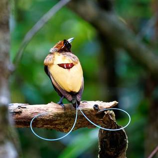 Imagem de A maioria das aves-do-paraíso emite luz através de suas penas, diz estudo