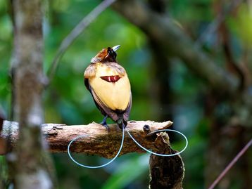 A maioria das aves-do-paraíso emite luz através de suas penas, diz estudo