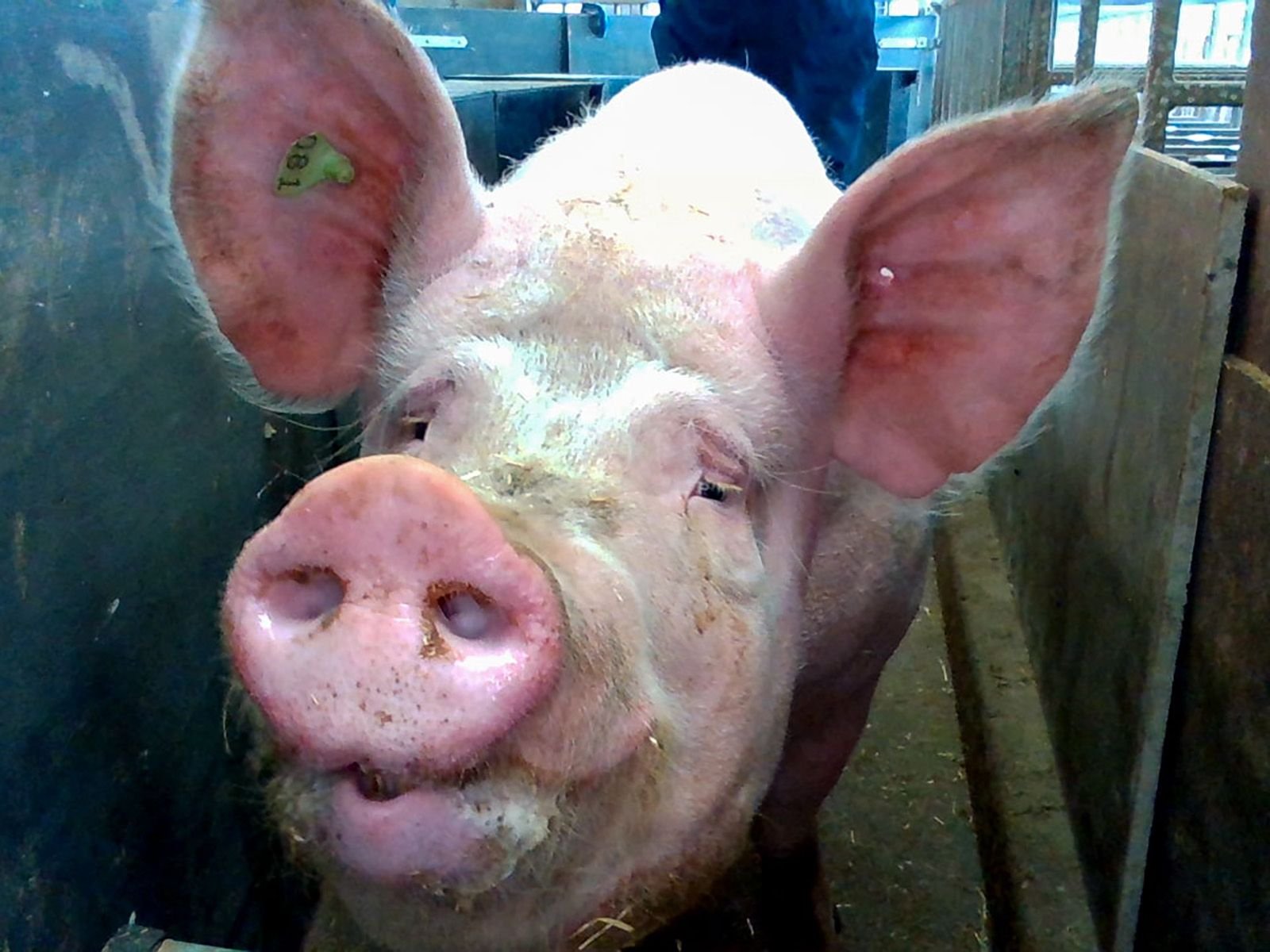 _20250214_nf_pig1_cropped.jpg