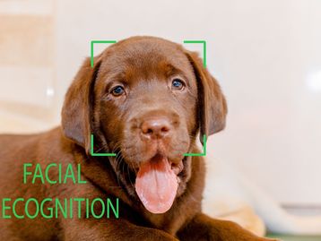 IA treinada em ler focinhos consegue identificar estresse e dor em animais