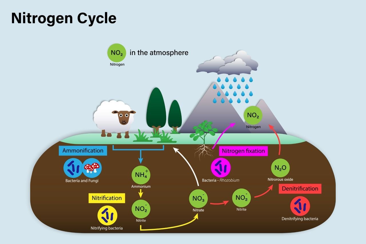 ilustração-representa-o-ciclo-do-nitrogenio.jpg