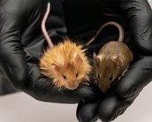 Camundongos lanosos reacendem debate sobre desextinção - Coluna do The BRIEF