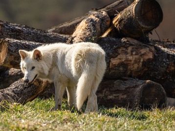 A mentira sobre o lobo-terrível: animal extinto não foi 'revivido' por cientistas; entenda