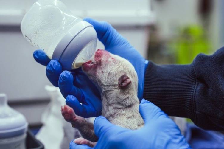 a-fotografia-apresenta-um-lobo-sendo-alimentado-por-um-cientista-em-um-laboratorio