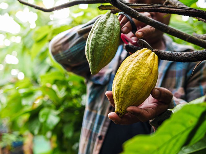 a-fotografia-mostra-uma-pessoa-tocando-em-um-cacao-na-arvore