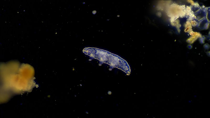 a-fotografia-microscópica-mostra-um-tardigrado-real