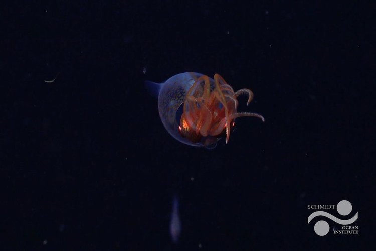 FKt250220-S0802-20250309T094828Z-Colossal_Squid-LOGO-ss_115814 .jpg