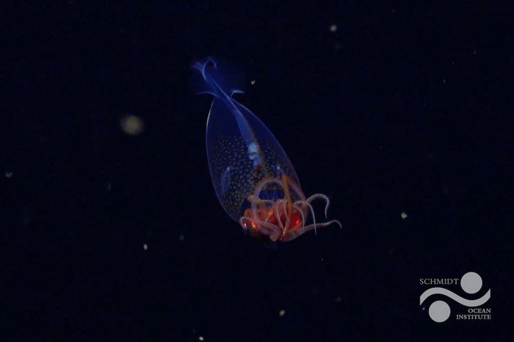 FKt250220-S0802-20250309T094828Z-Colossal_Squid-LOGO-ss_115602 .jpg