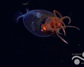 Misteriosa lula-colossal é vista viva pela primeira vez em seu habitat; veja imagens
