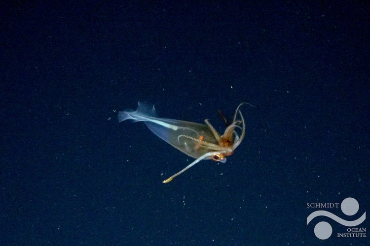 FKt250110-Dive782-20250126T065721Z-GaliteuthisGlacialis-LOGO-ss_113301 .jpg