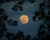 'Lua das Flores': saiba quando acontecerá e como observar a Lua cheia de maio