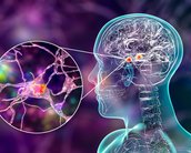 O que são e para que servem as amígdalas cerebrais?