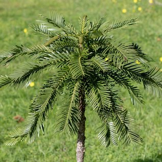 Imagem de Conheça o Wollemi, árvore dos dinossauros que tem “parentes” no Brasil
