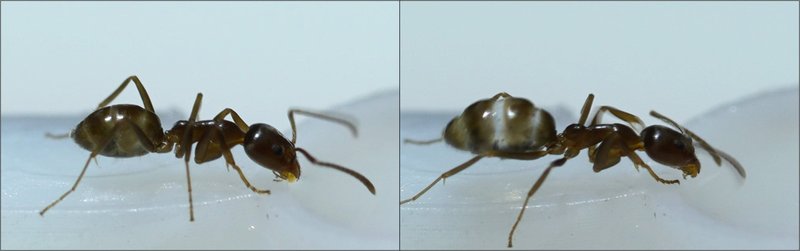 a-fotografia-apresenta-duas-formigas-da-especie-Linepithema-humile