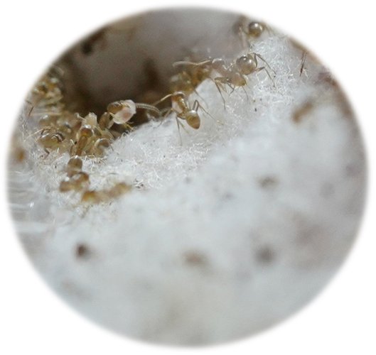 a-imagem-apresenta-formigas-se-alimentando-de-uma-solução-de-cafeína-dissolvida-em-sacarose