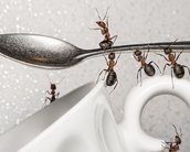 Cafeína pode melhorar eficiência de formigas (e ajudar a exterminá-las); entenda