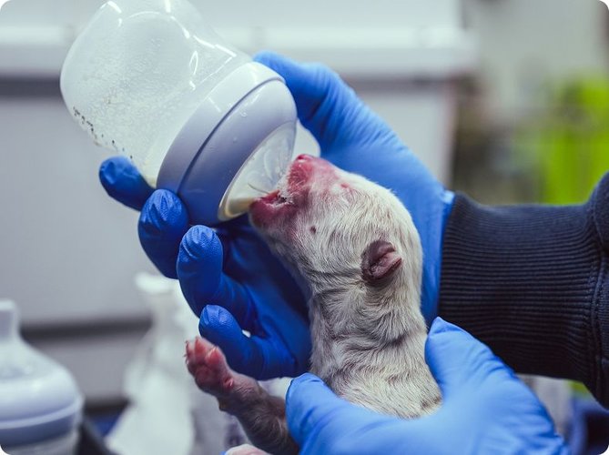 a-fotografia-apresenta-um-bebe-de-lobo-cinzento-sendo-alimentado-por-um-cientista
