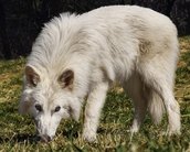 Cientista confirma que lobo-terrível 'revivido' é apenas lobo-cinzento; entenda