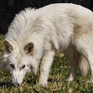 Imagem de Cientista confirma que lobo-terrível 'revivido' é apenas lobo-cinzento; entenda