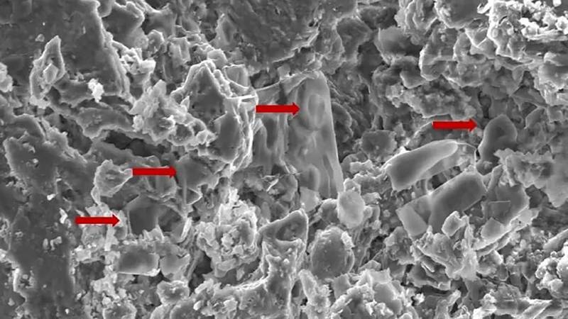 imagens-microscópicas-de-estruturas-fossilizadas.jpg