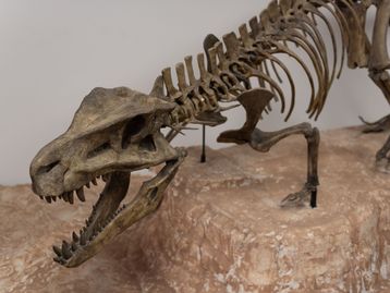 “Carne” fossilizada de dinossauro revela pistas para o tratamento do câncer