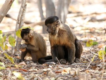 Dia Mundial do Meio Ambiente: macacos-prego dão lições de tolerância