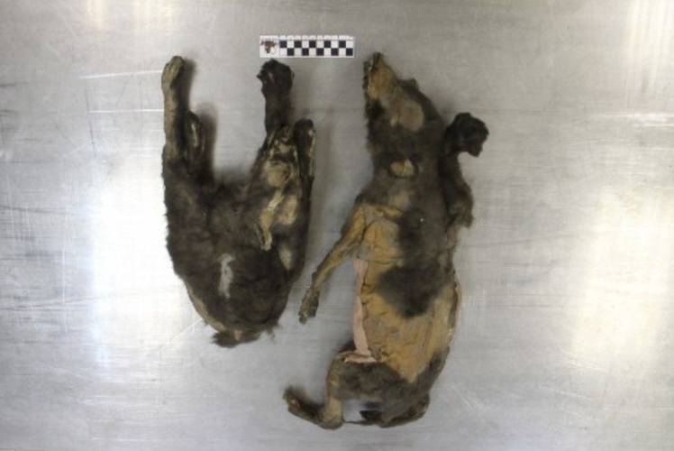 a-imagem-mostra-os-restos-mortais-de-lobos-primitivos-encontrados-no-permafrost-em-tumat