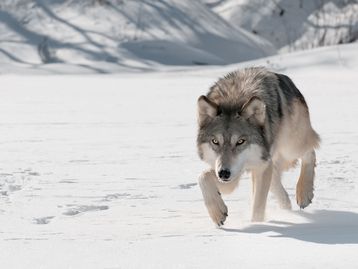 Lobos ou cães? Estudo sugere origem genética de restos mortais de 14 mil anos