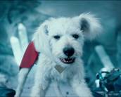 Qual a origem e os poderes de Krypto? Saiba tudo sobre o cachorro do Superman
