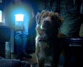 Conheça Good Boy, filme de terror mostrado na perspectiva de um cão