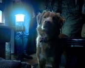 Conheça Good Boy, filme de terror mostrado na perspectiva de um cão