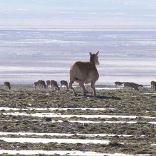 Imagem de China cria robô antílope para monitorar espécies ameaçadas de extinção